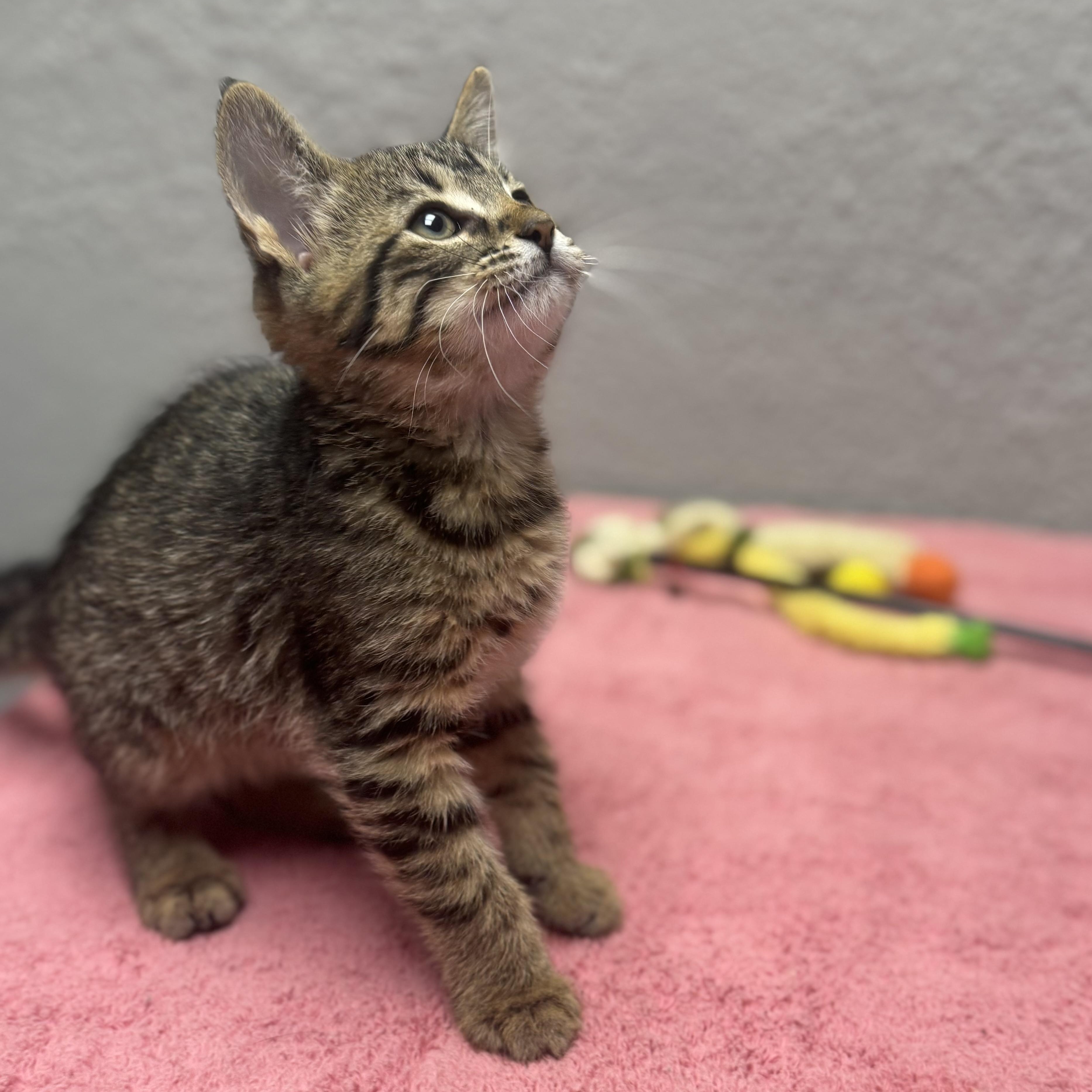 Enlarge Nutella, an adopted Domestic Short Hair in Walker, MI image 3/5