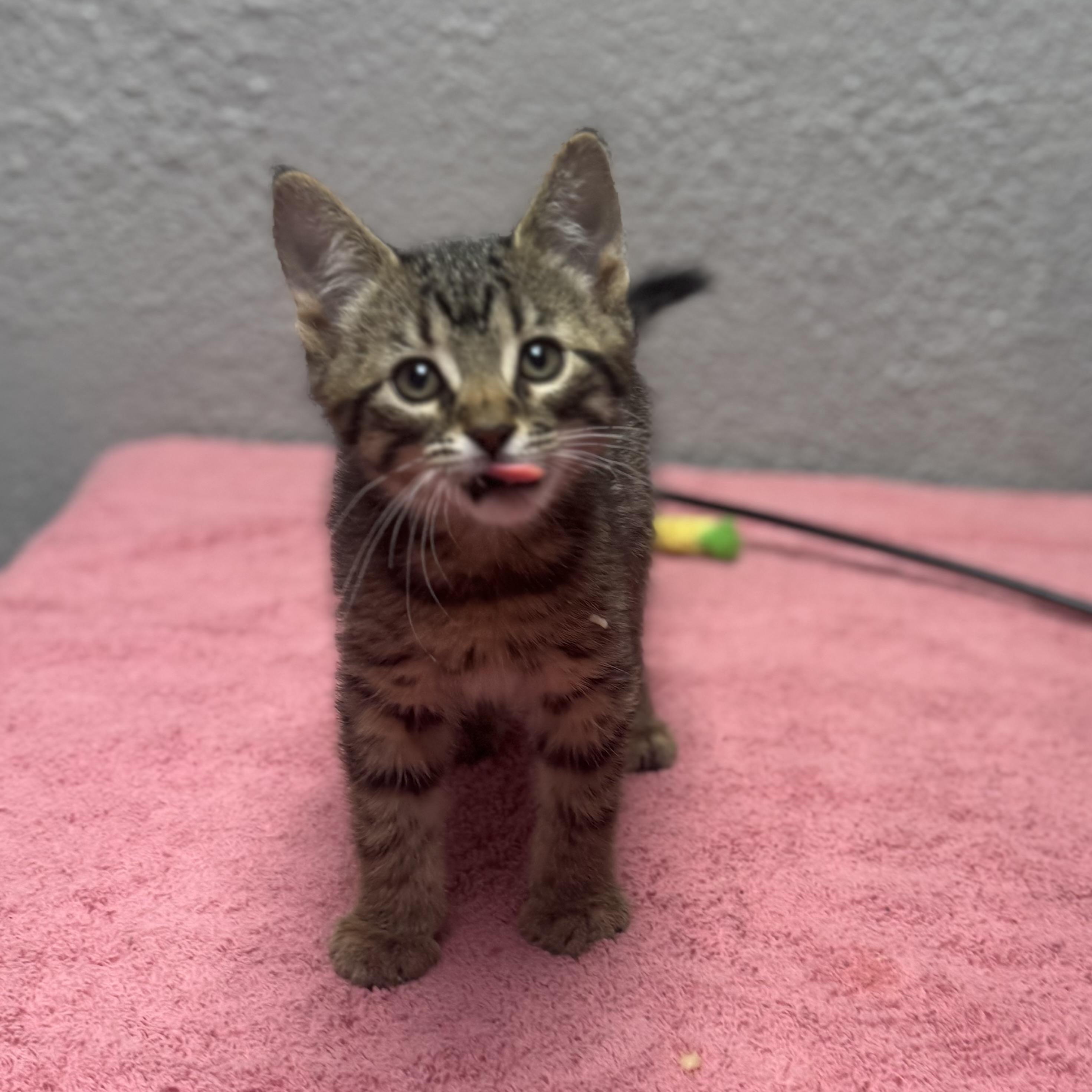 Enlarge Nutella, an adopted Domestic Short Hair in Walker, MI image 5/5