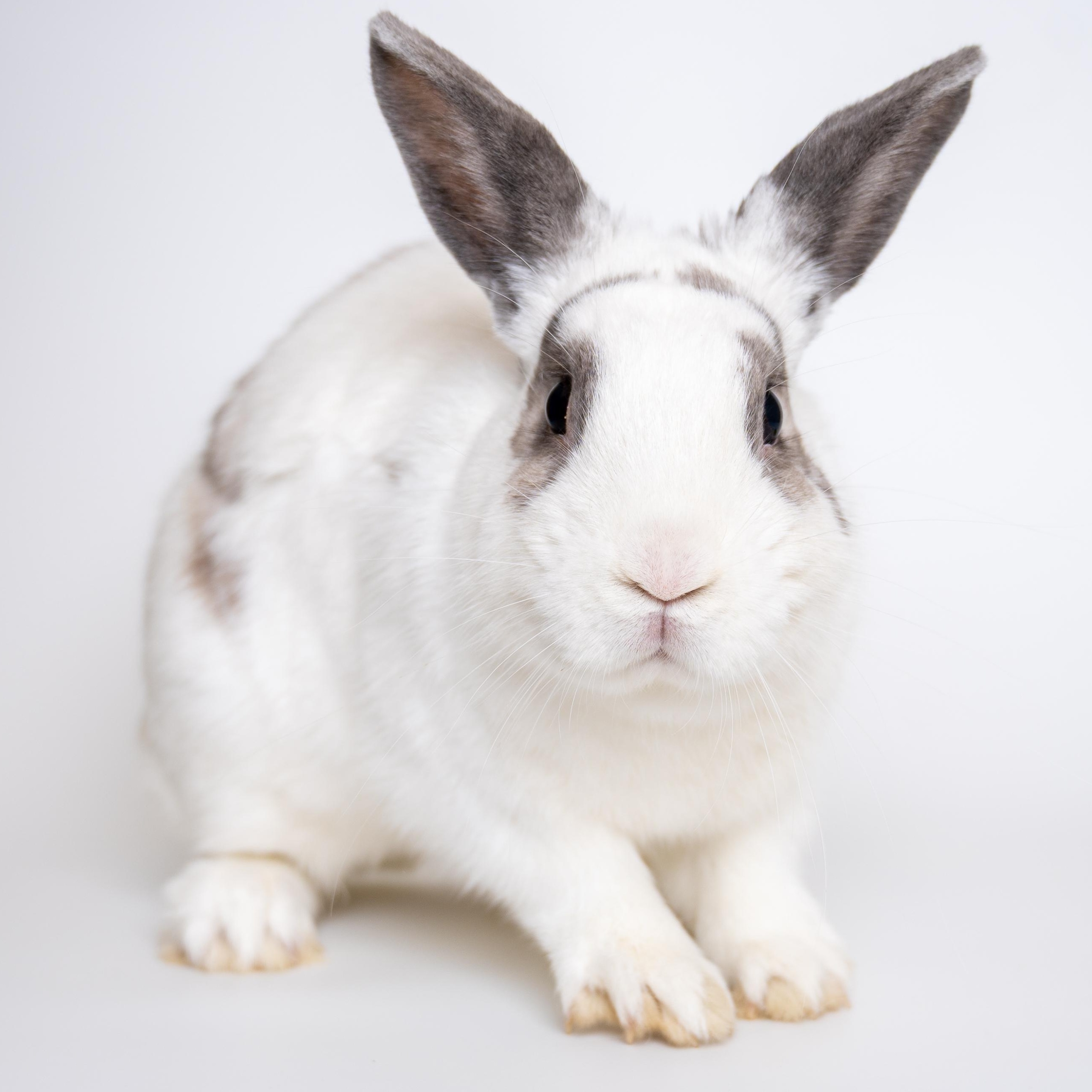 Chipmunk, a Adoptable mixed breed in Alliston, ON image 5/6