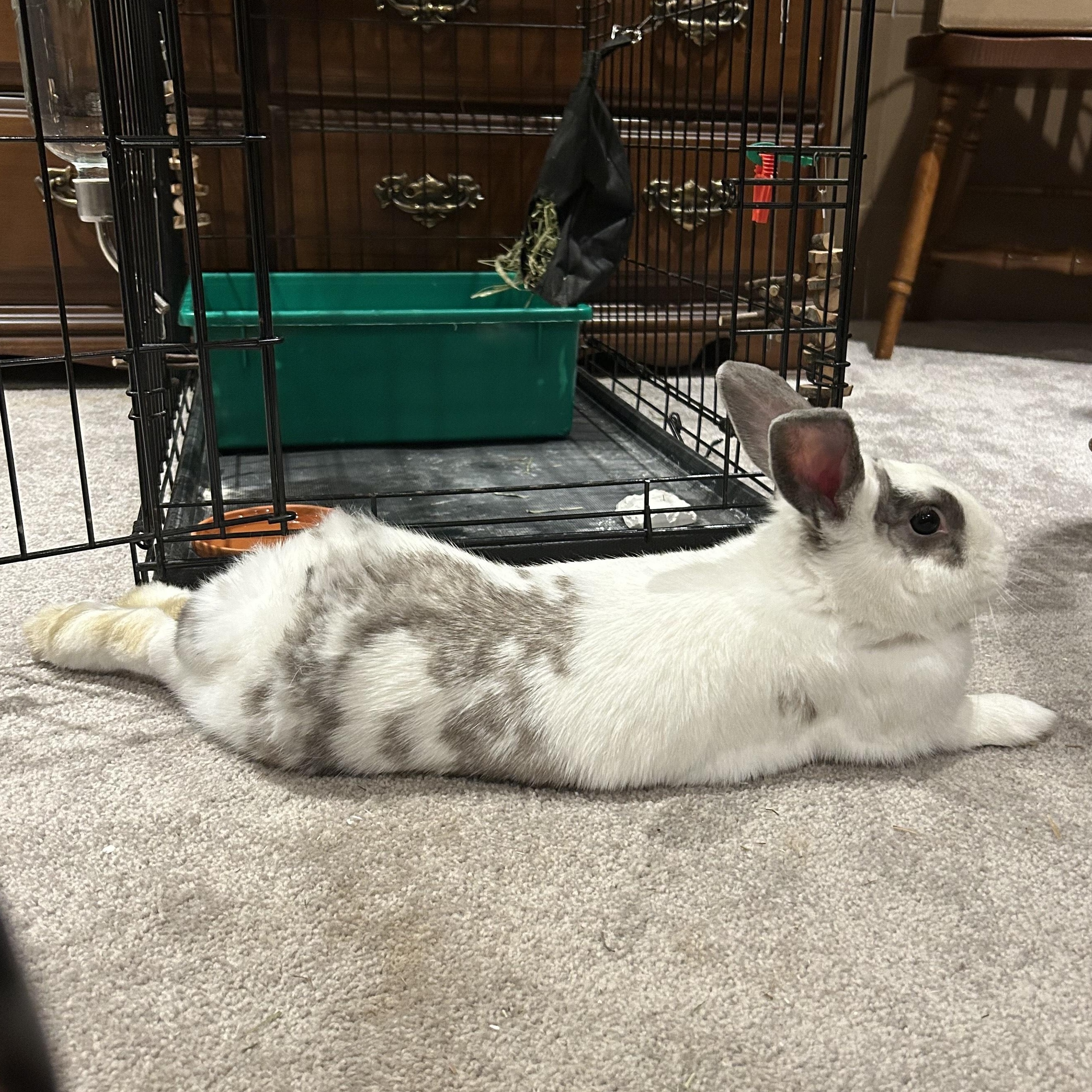 Chipmunk, a Adoptable mixed breed in Alliston, ON image 6/6