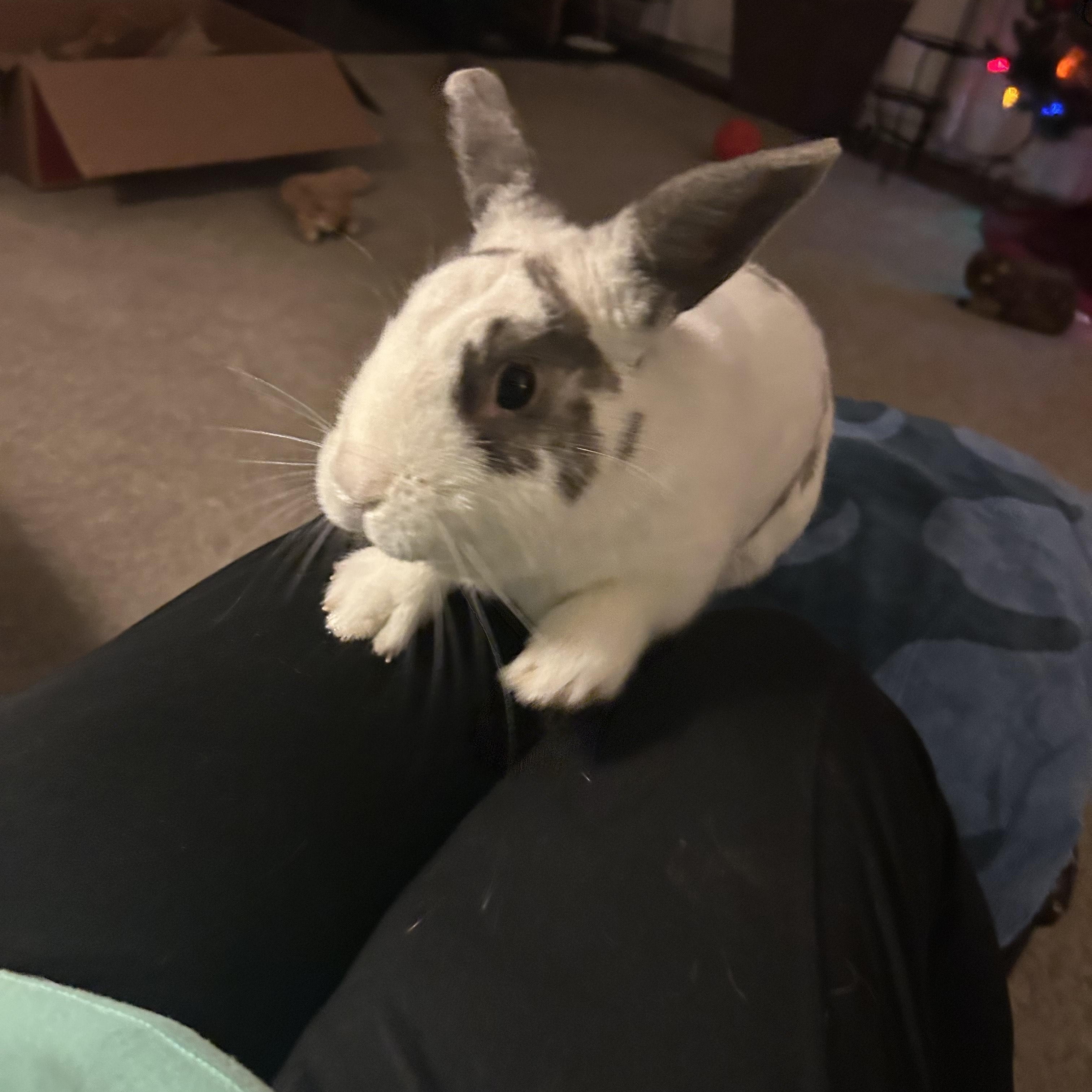 Chipmunk, a Adoptable mixed breed in Alliston, ON image 1/6