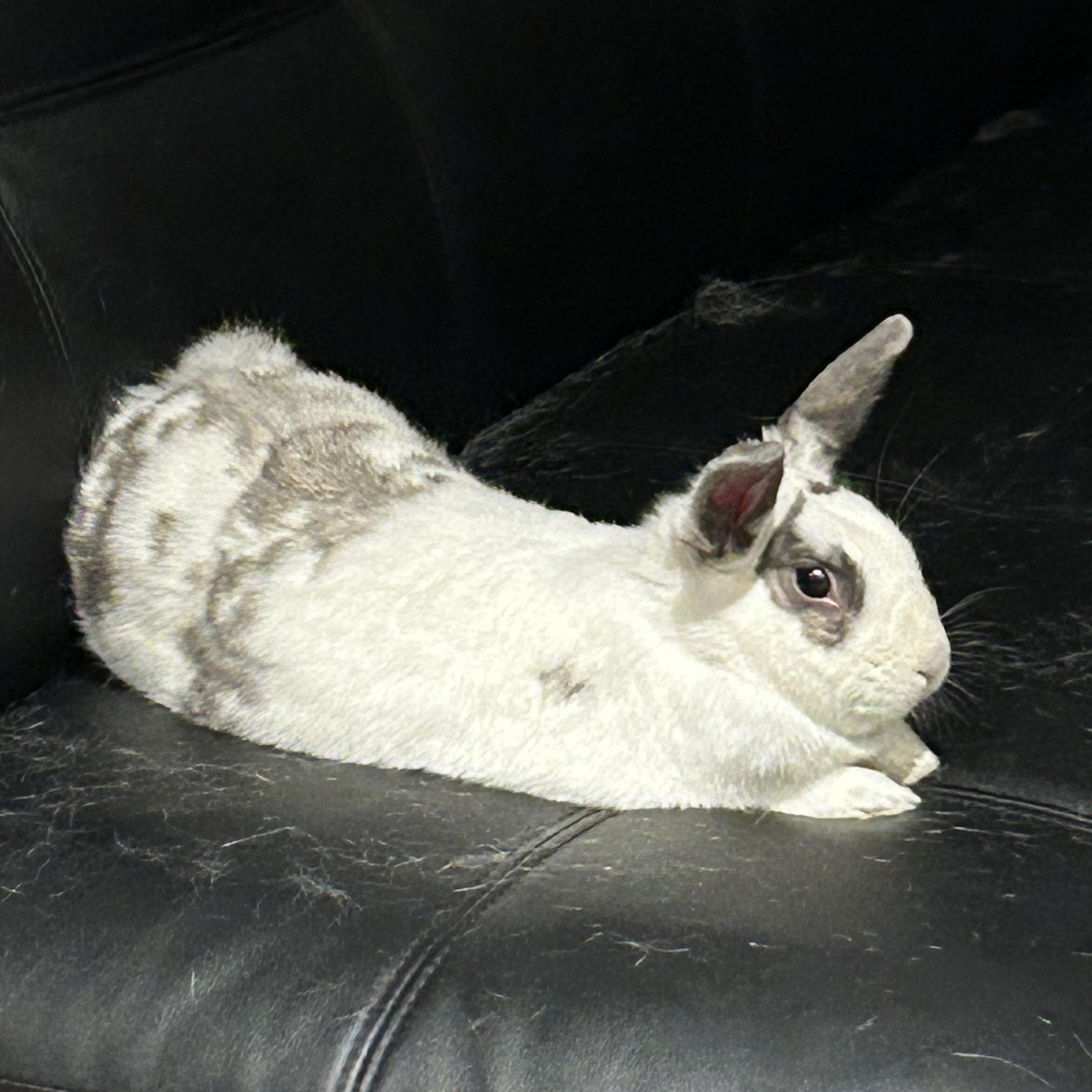 Chipmunk, a Adoptable mixed breed in Alliston, ON image 2/6
