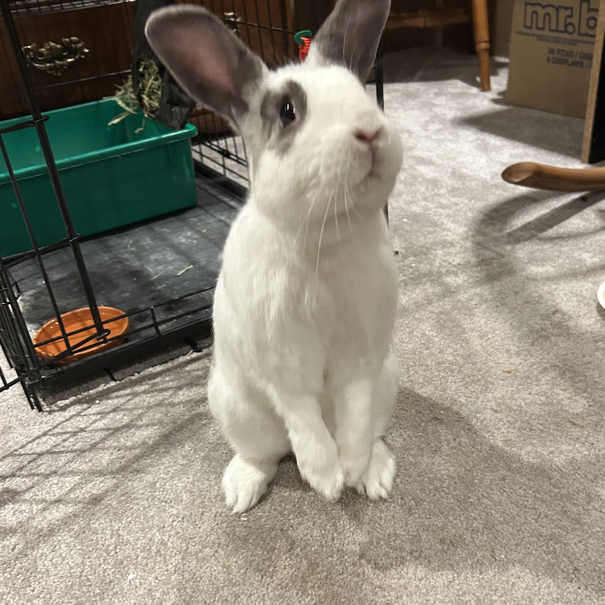 Chipmunk, Adoptable, Adult Male American.