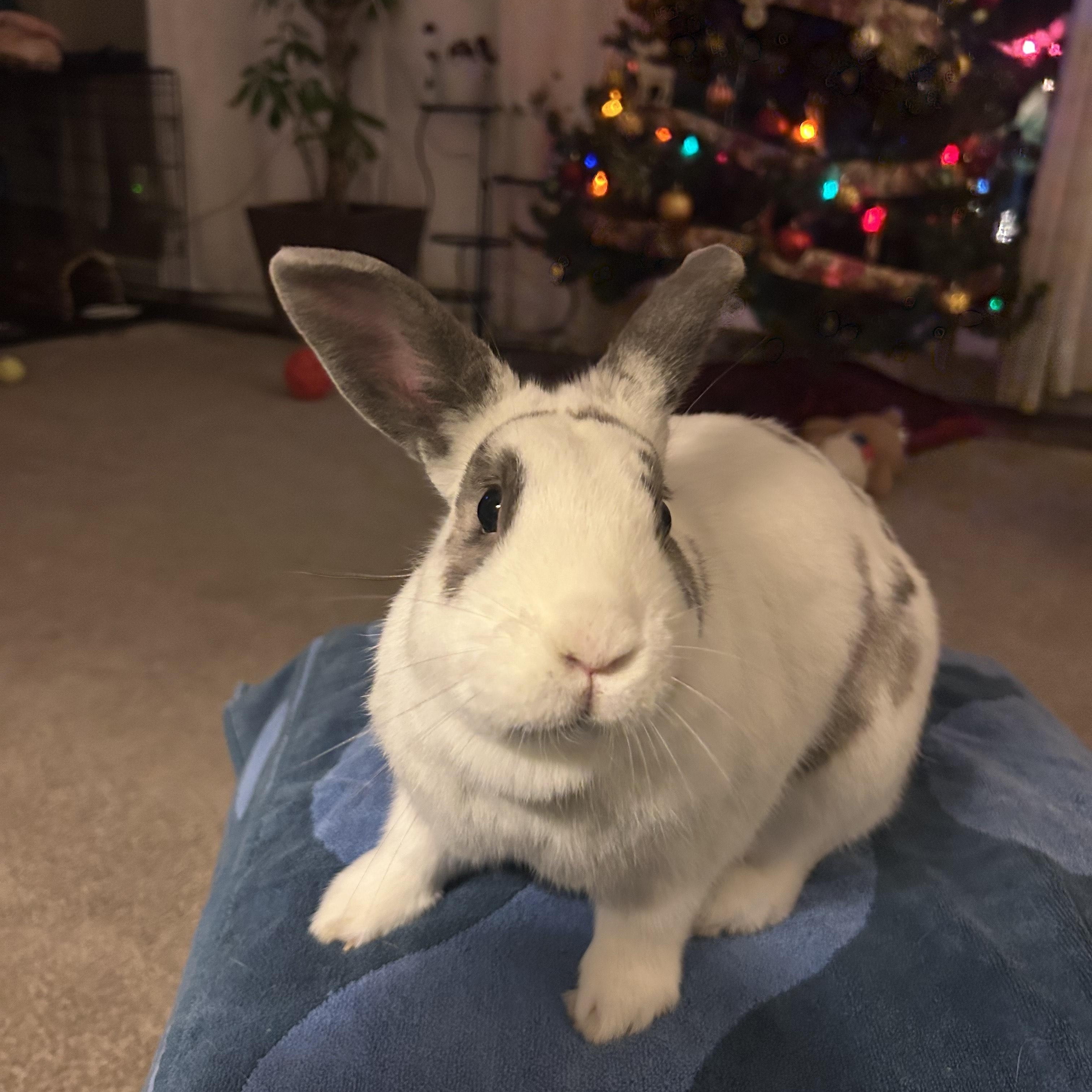 Chipmunk, a Adoptable mixed breed in Alliston, ON image 4/6
