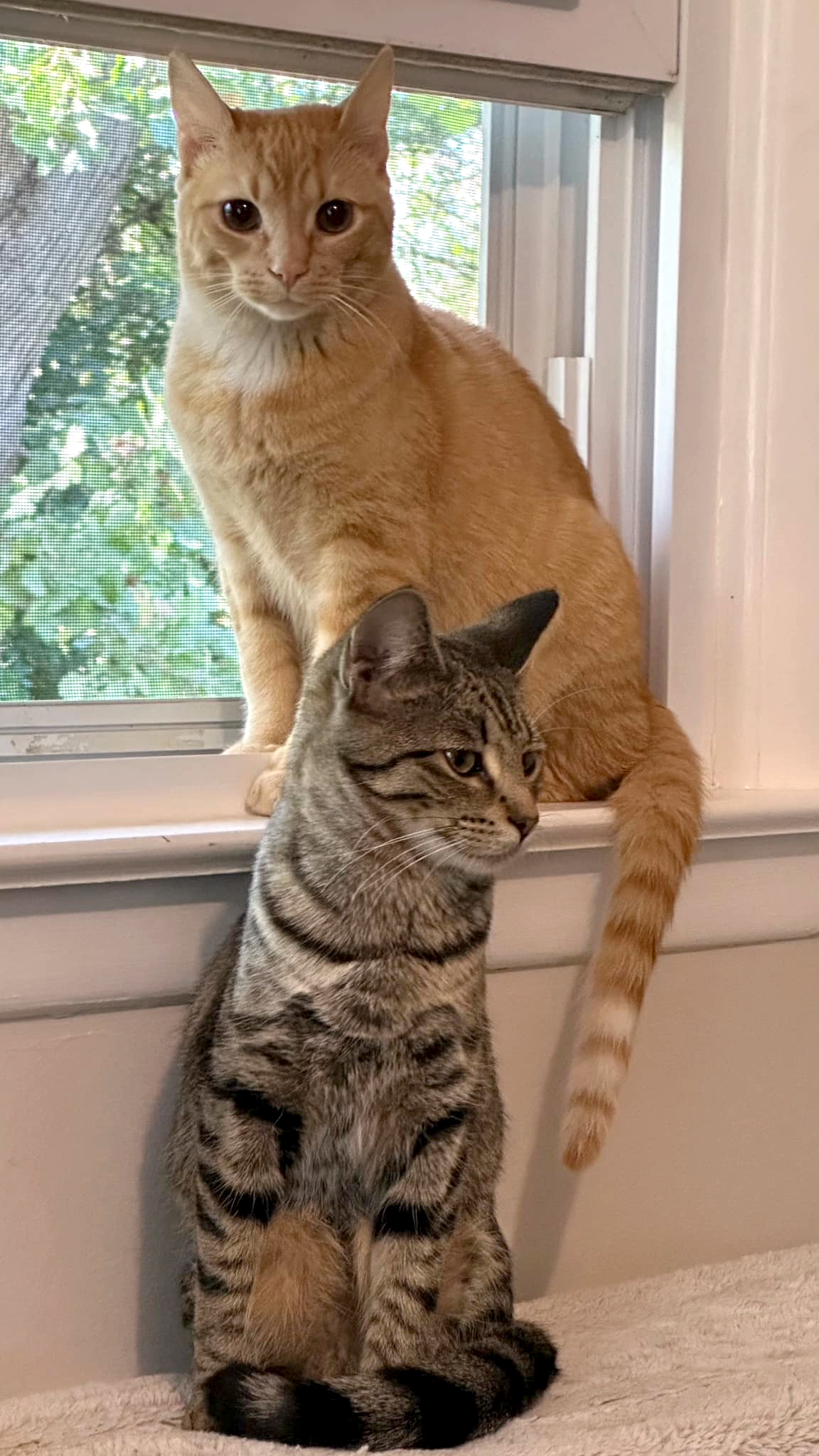 Cheddar