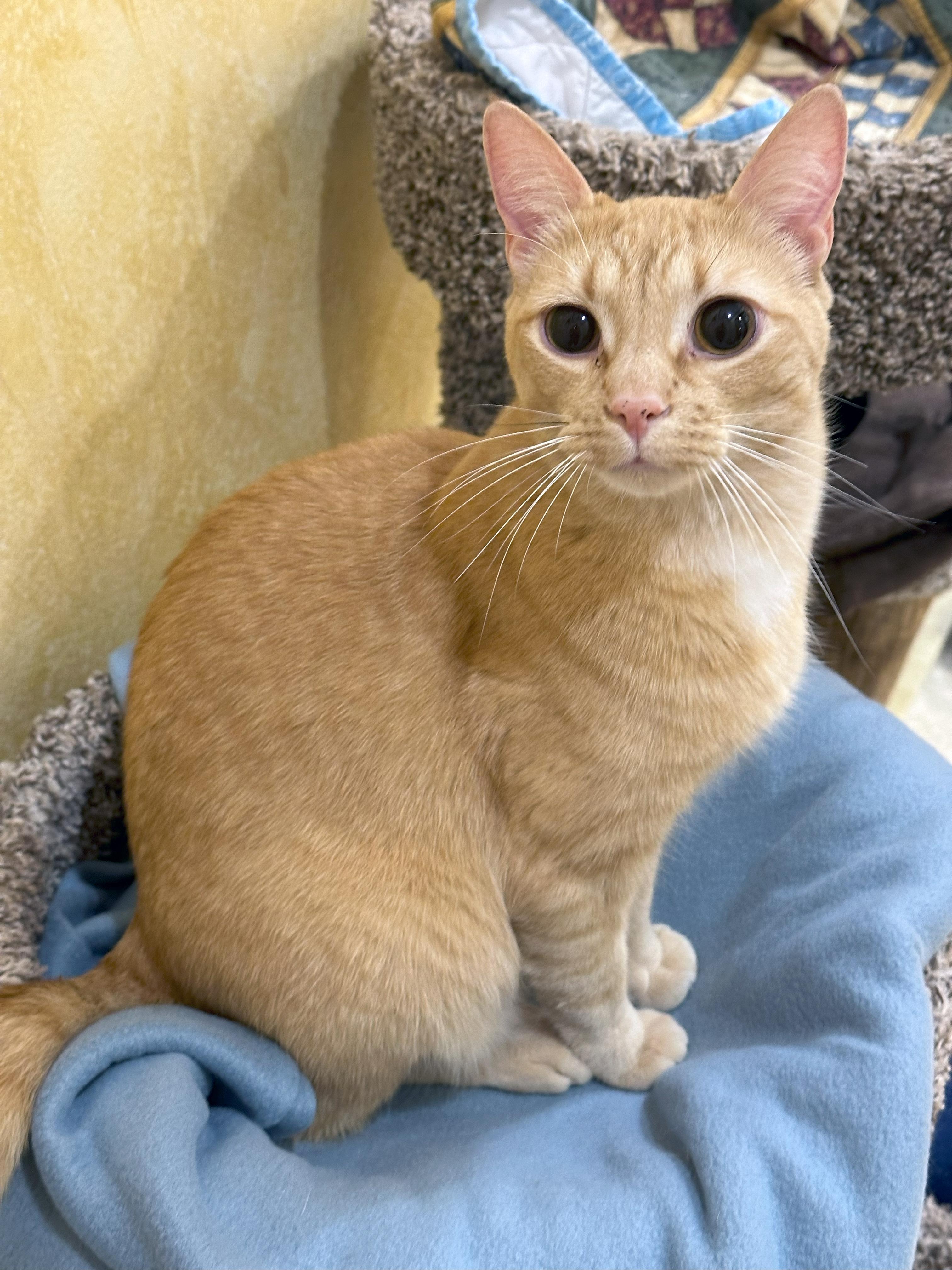 Cheddar