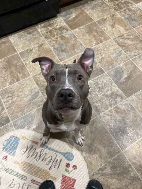 Enlarge Blu, a Adoptable Pit Bull Terrier in Humble, TX image 2/5