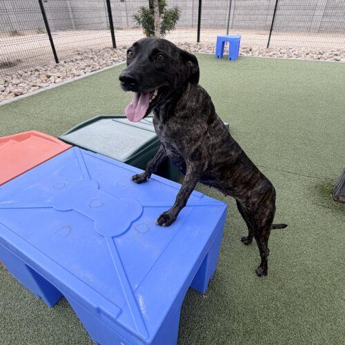 Nina, Adoptable, Young Female Dutch Shepherd & Mixed Breed.