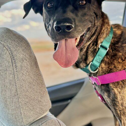 Enlarge Nina, a Adoptable mixed breed in Glendale, AZ image 2/6