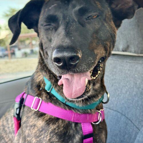 Enlarge Nina, a Adoptable mixed breed in Glendale, AZ image 3/6