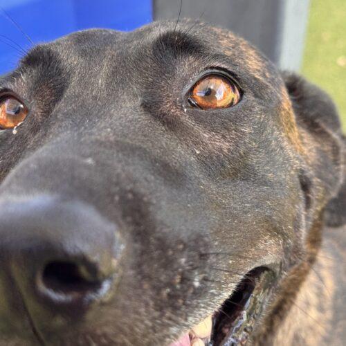 Enlarge Nina, a Adoptable mixed breed in Glendale, AZ image 4/6