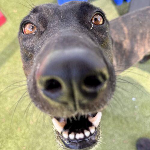 Enlarge Nina, a Adoptable mixed breed in Glendale, AZ image 5/6