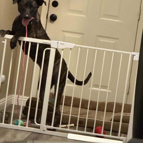 Enlarge Nina, a Adoptable mixed breed in Glendale, AZ image 6/6