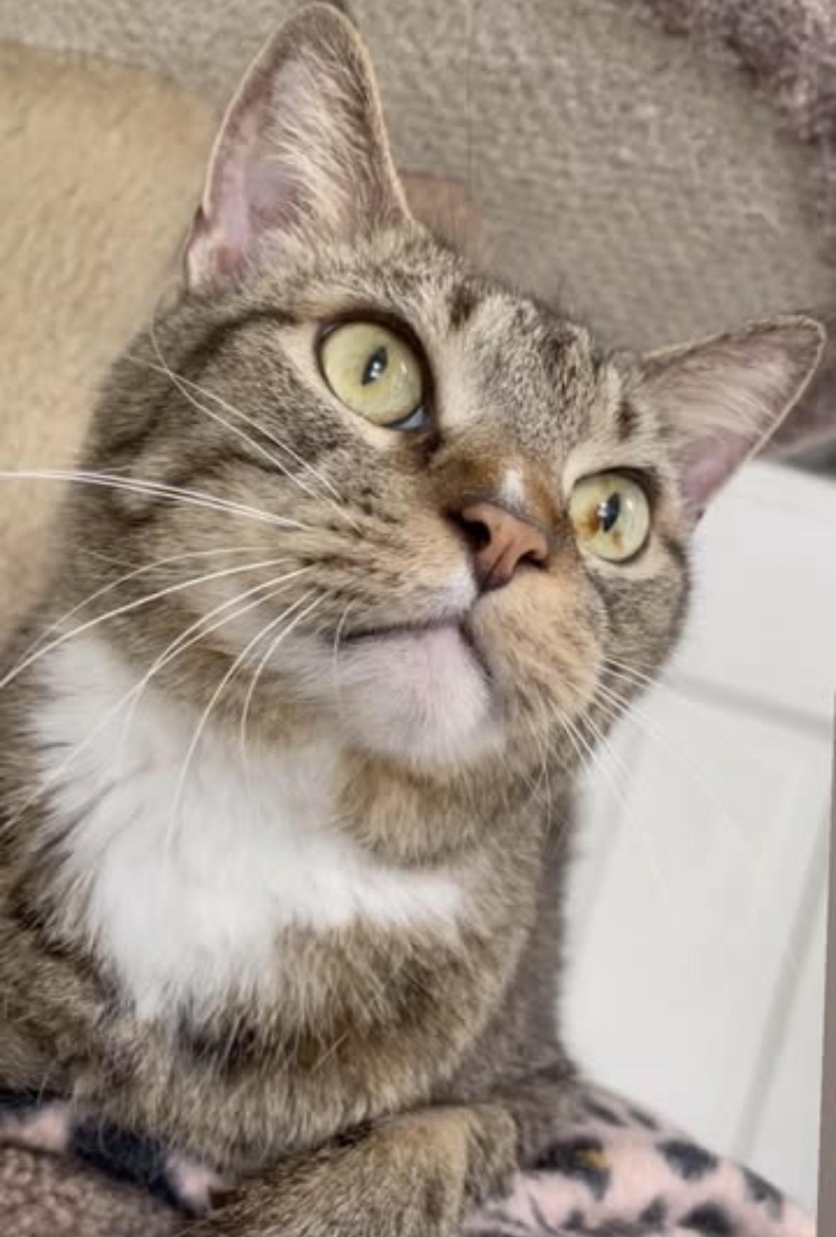 Fiona, a ADOPTABLE Domestic Short Hair in Queenstown, MD image 1/6