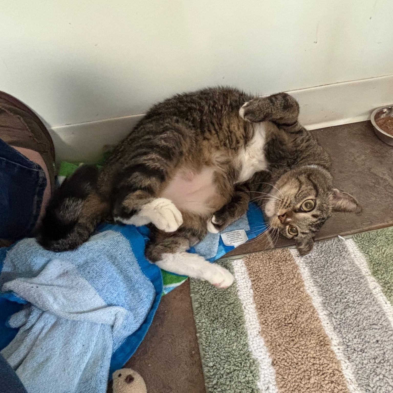 Fiona, a ADOPTABLE Domestic Short Hair in Queenstown, MD image 5/6