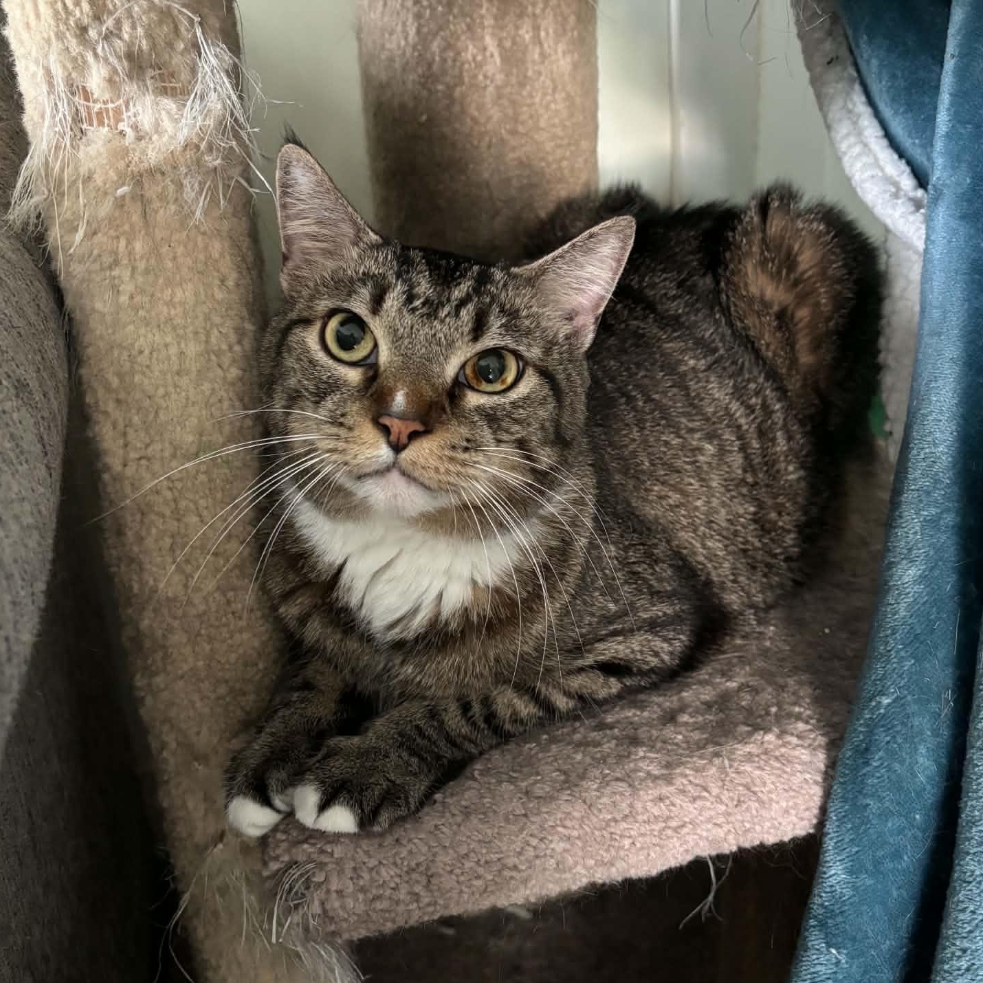 Fiona, a ADOPTABLE Domestic Short Hair in Queenstown, MD image 2/6