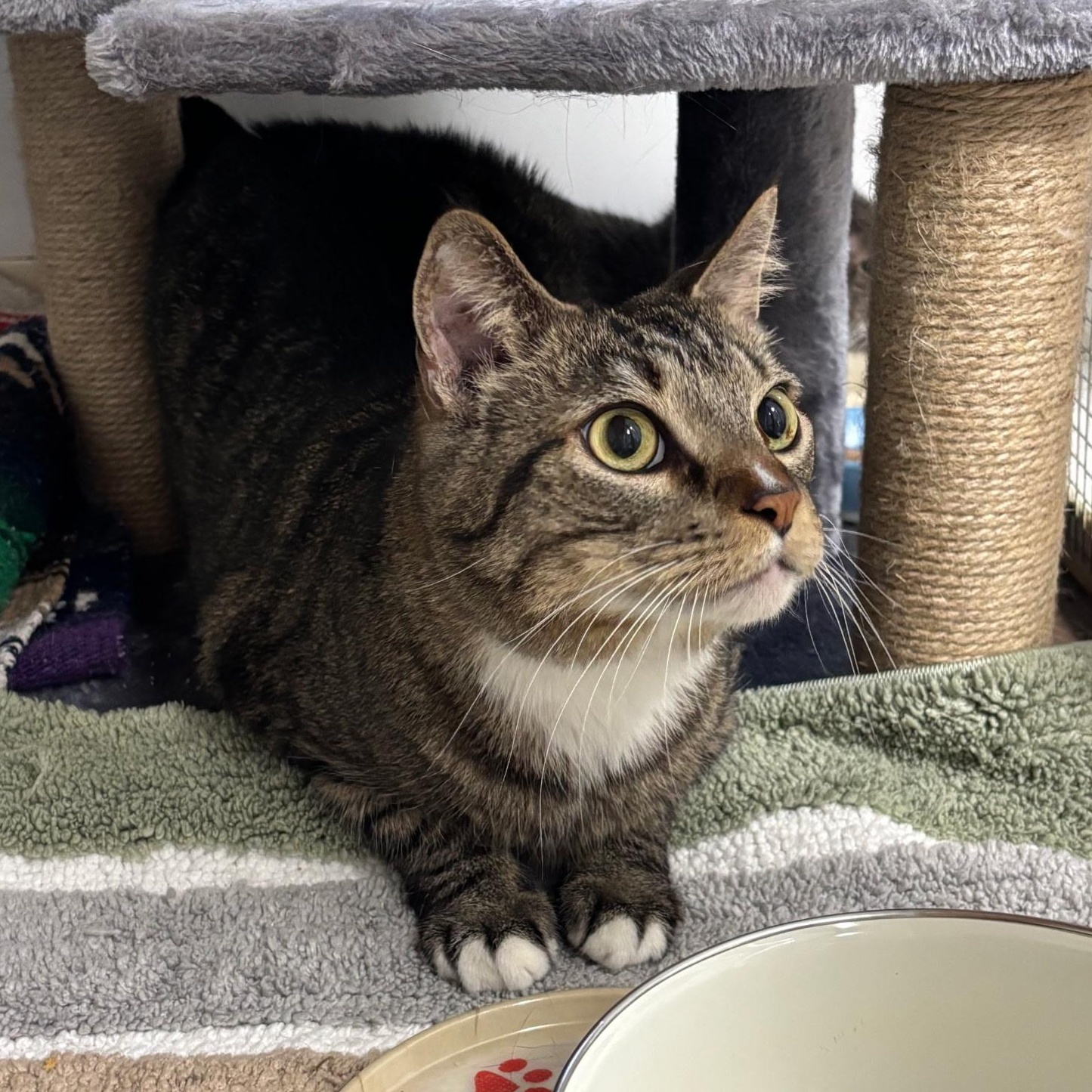 Fiona, a ADOPTABLE Domestic Short Hair in Queenstown, MD image 3/6