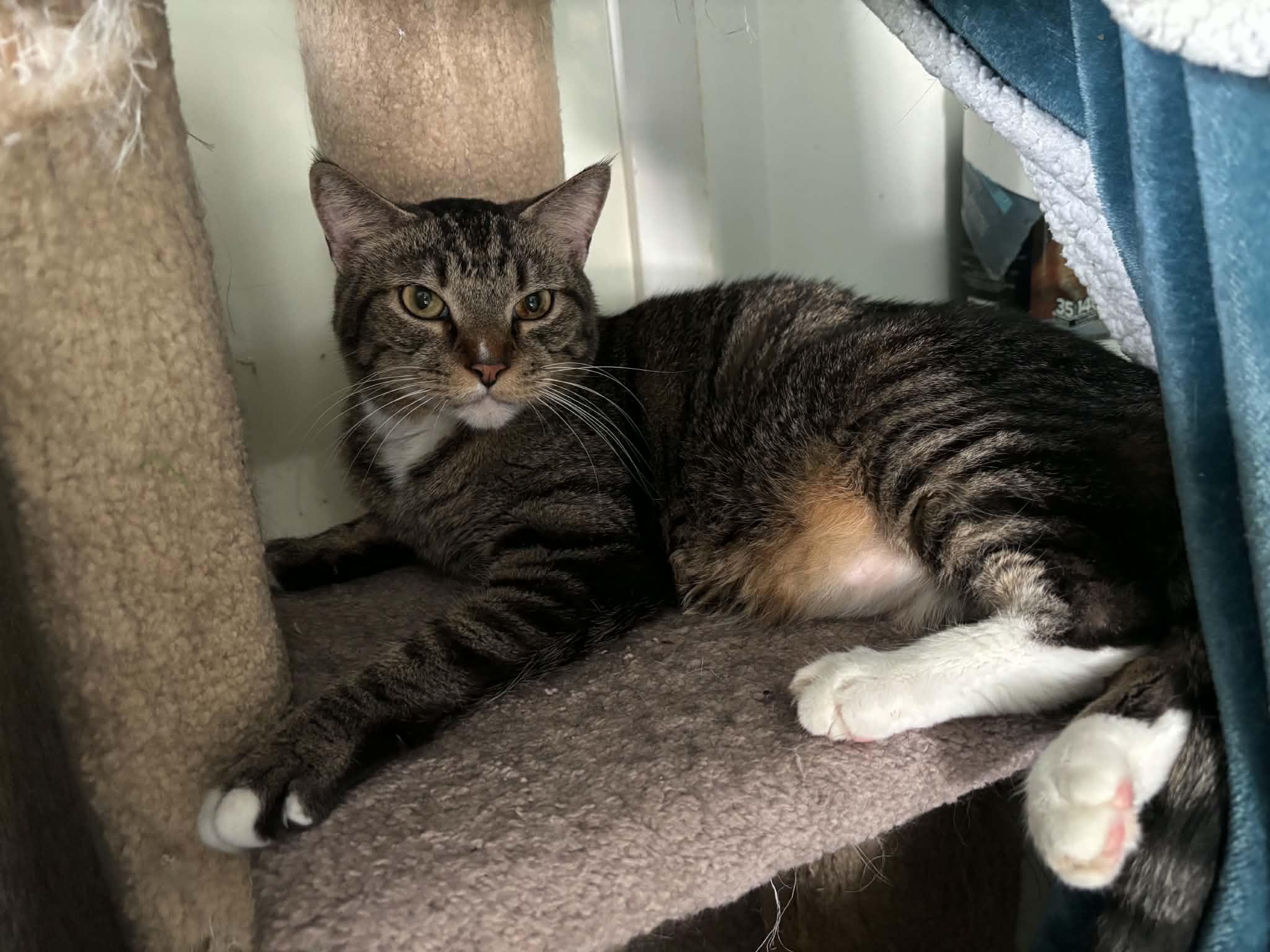 Fiona, a ADOPTABLE Domestic Short Hair in Queenstown, MD image 6/6