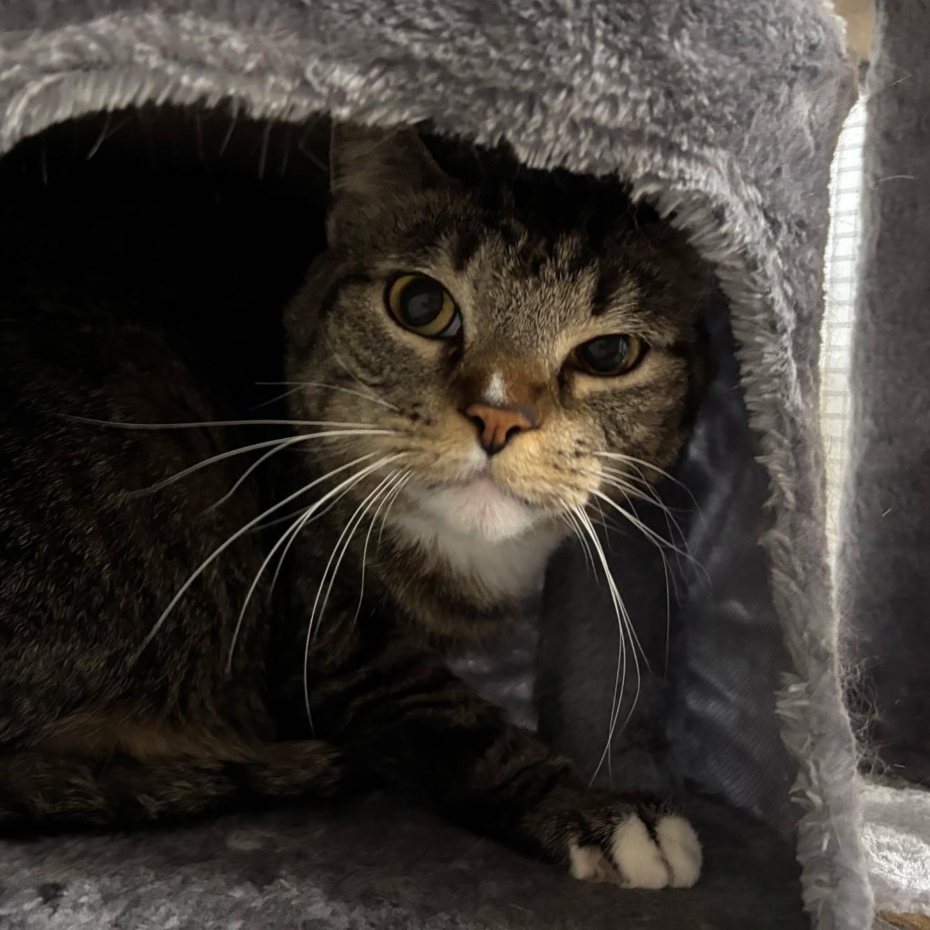 Fiona, a ADOPTABLE Domestic Short Hair in Queenstown, MD image 4/6