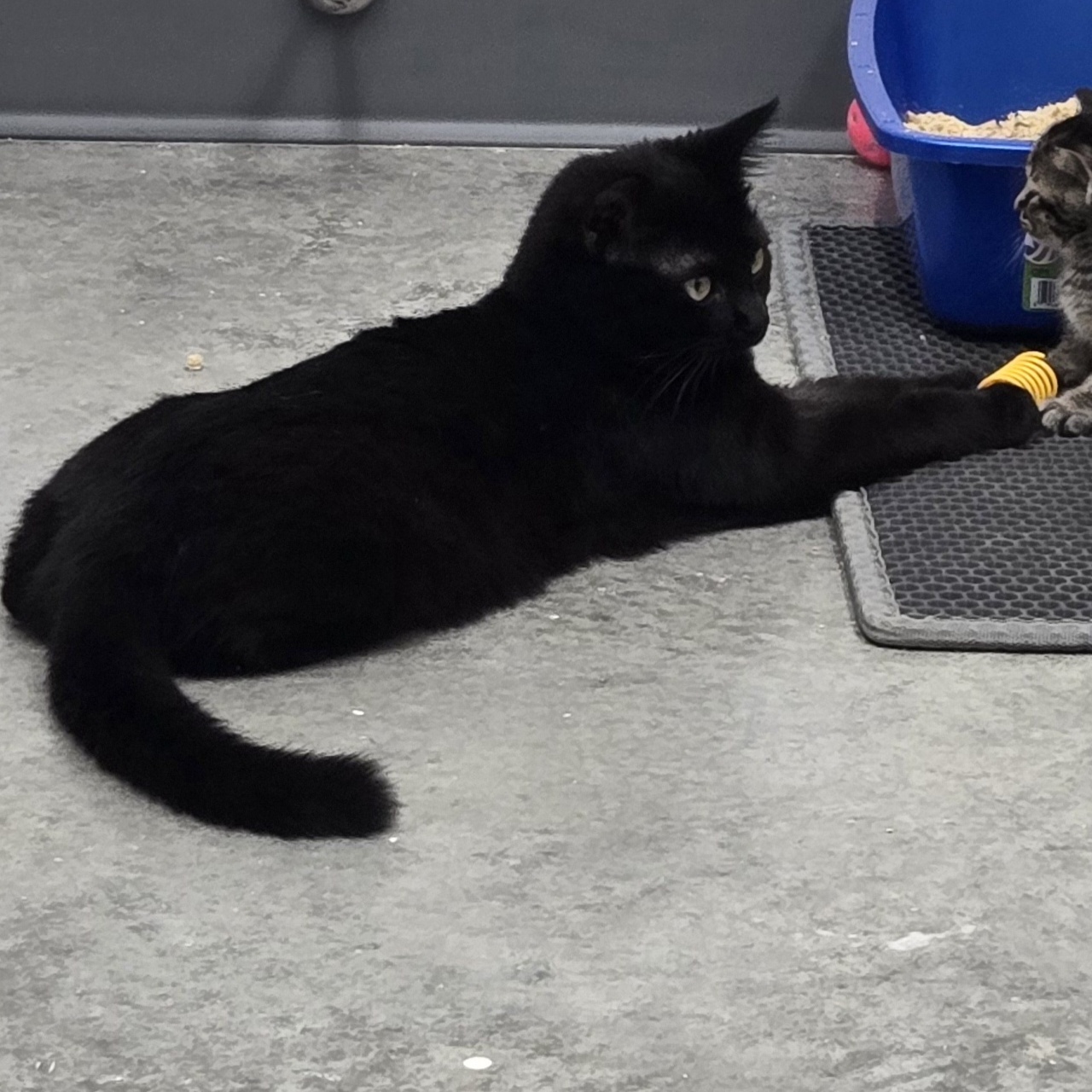 Enlarge Emma, a Adopted Domestic Short Hair in Tyner, KY image 2/2