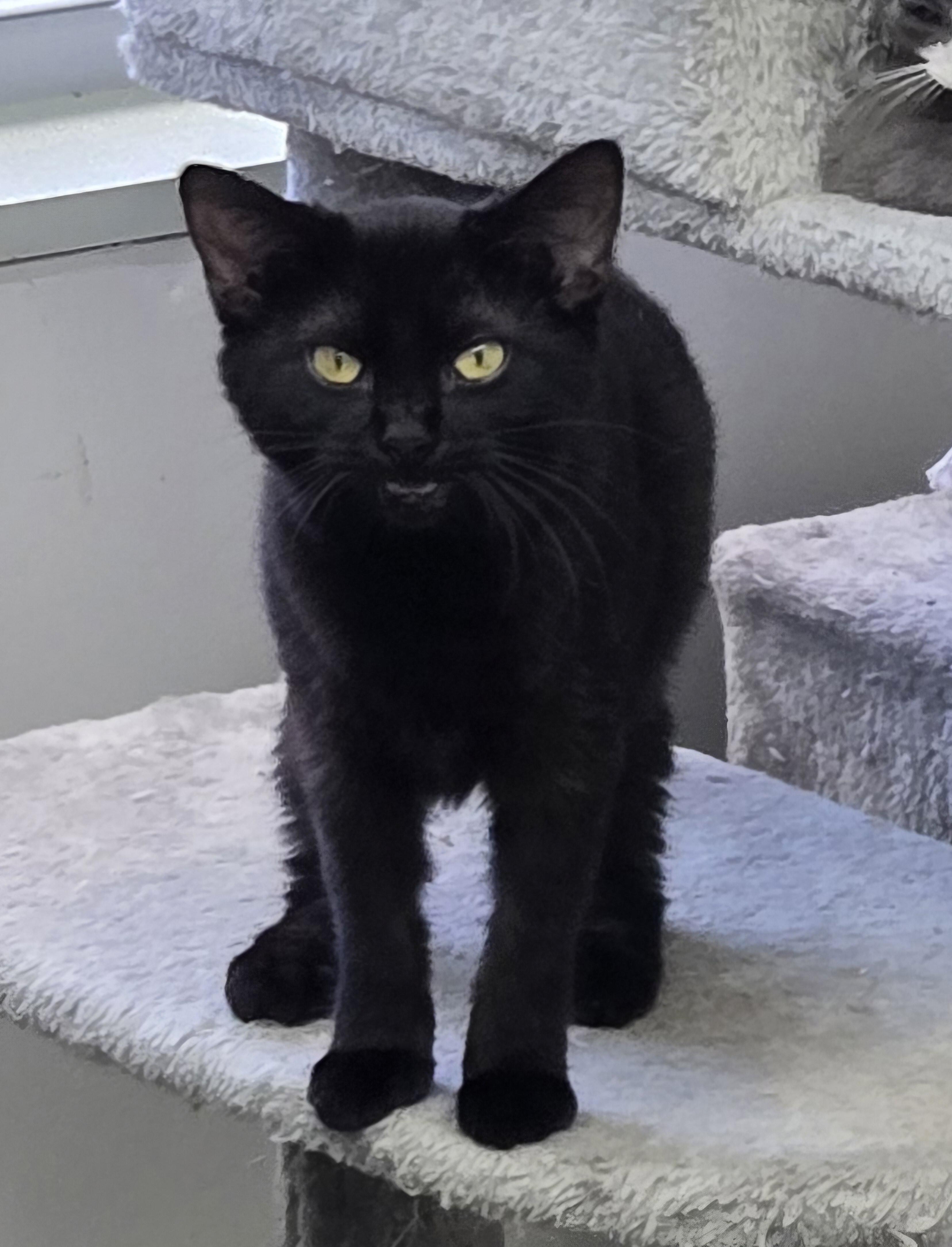 Emma, Adopted, Kitten Female Domestic Short Hair.