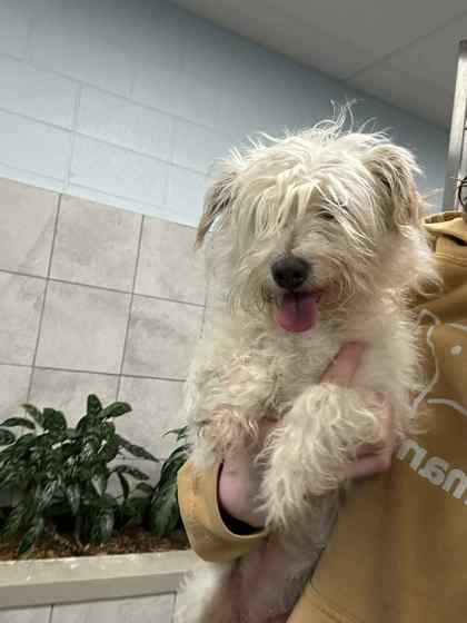 Stevie, Adoptable, Adult Male Mixed Breed & Mixed Breed.