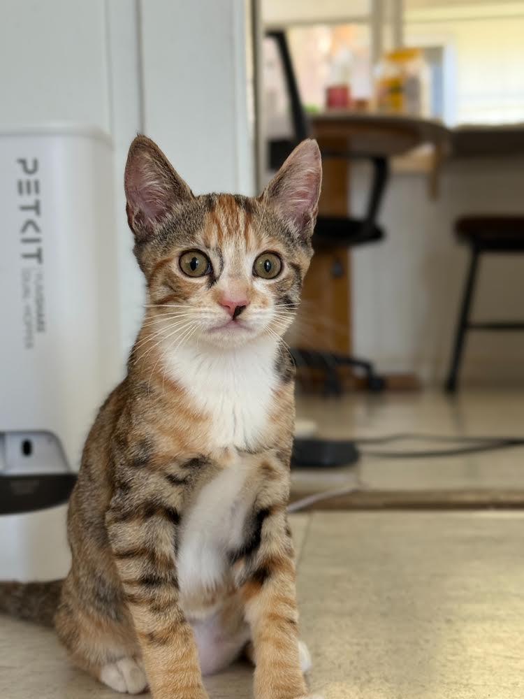 Enlarge Milkshake, a Adoptable Domestic Short Hair in Honolulu, HI image 3/4