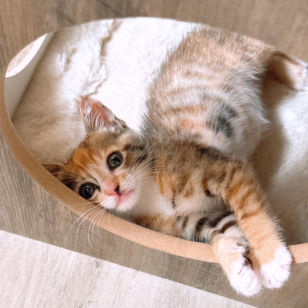 Milkshake, Adoptable, Kitten Female Domestic Short Hair.