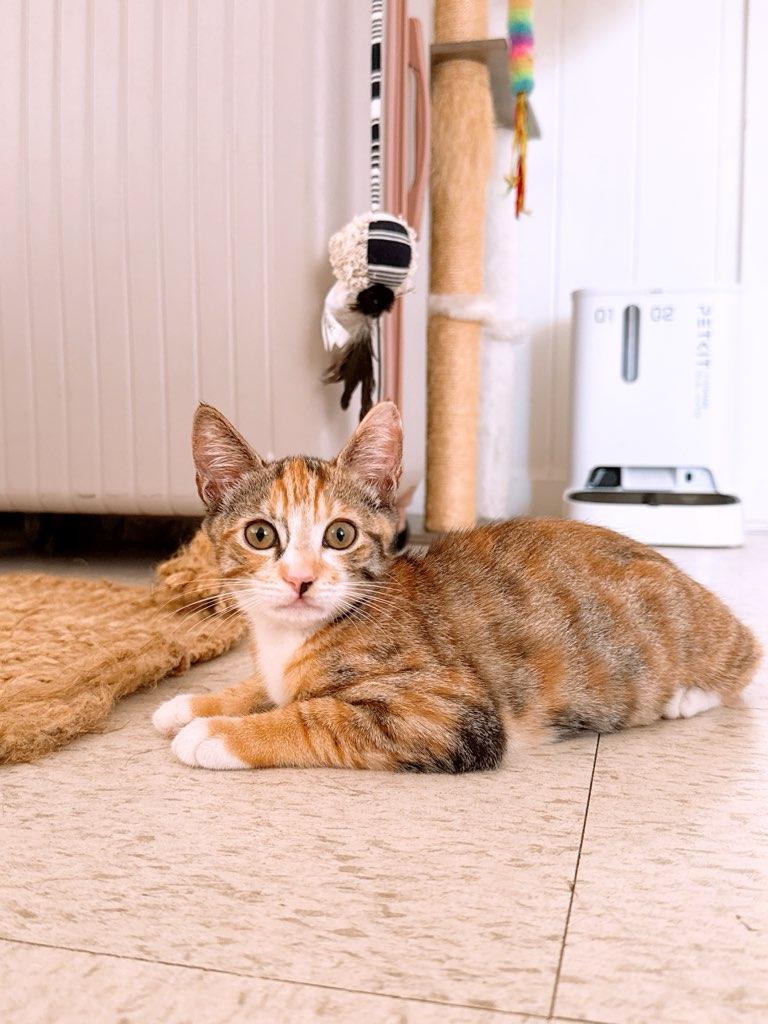 Enlarge Milkshake, a Adoptable Domestic Short Hair in Honolulu, HI image 4/4