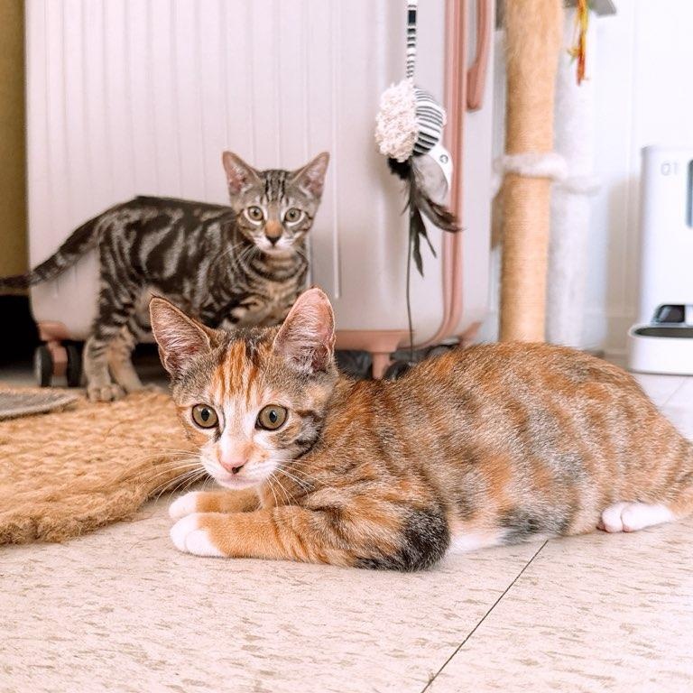 Enlarge Milkshake, a Adoptable Domestic Short Hair in Honolulu, HI image 2/4