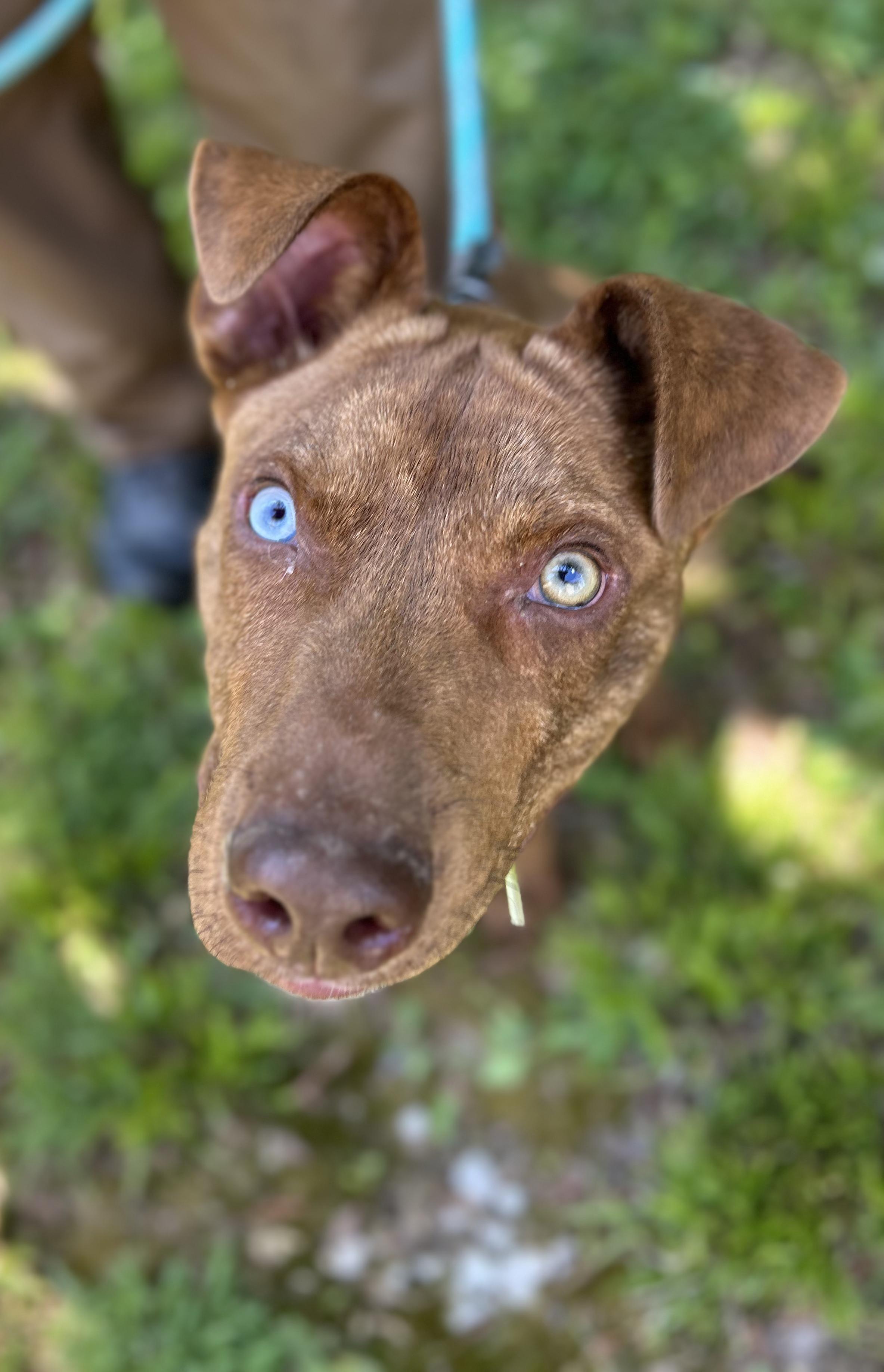 Bear, a ADOPTABLE Mixed Breed in Manchester, TN image 2/3