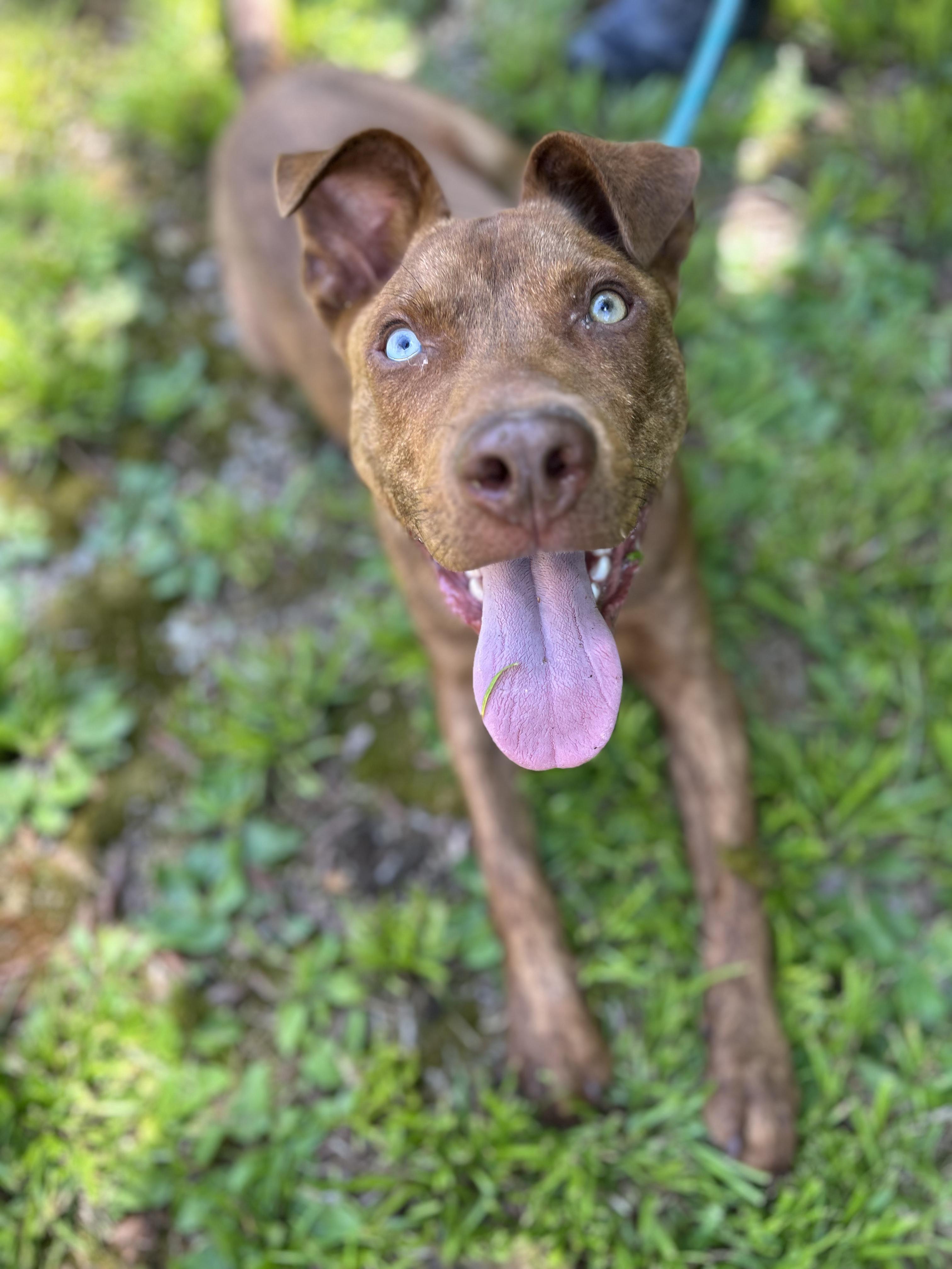 Bear, ADOPTABLE, Puppy Male Mixed Breed.