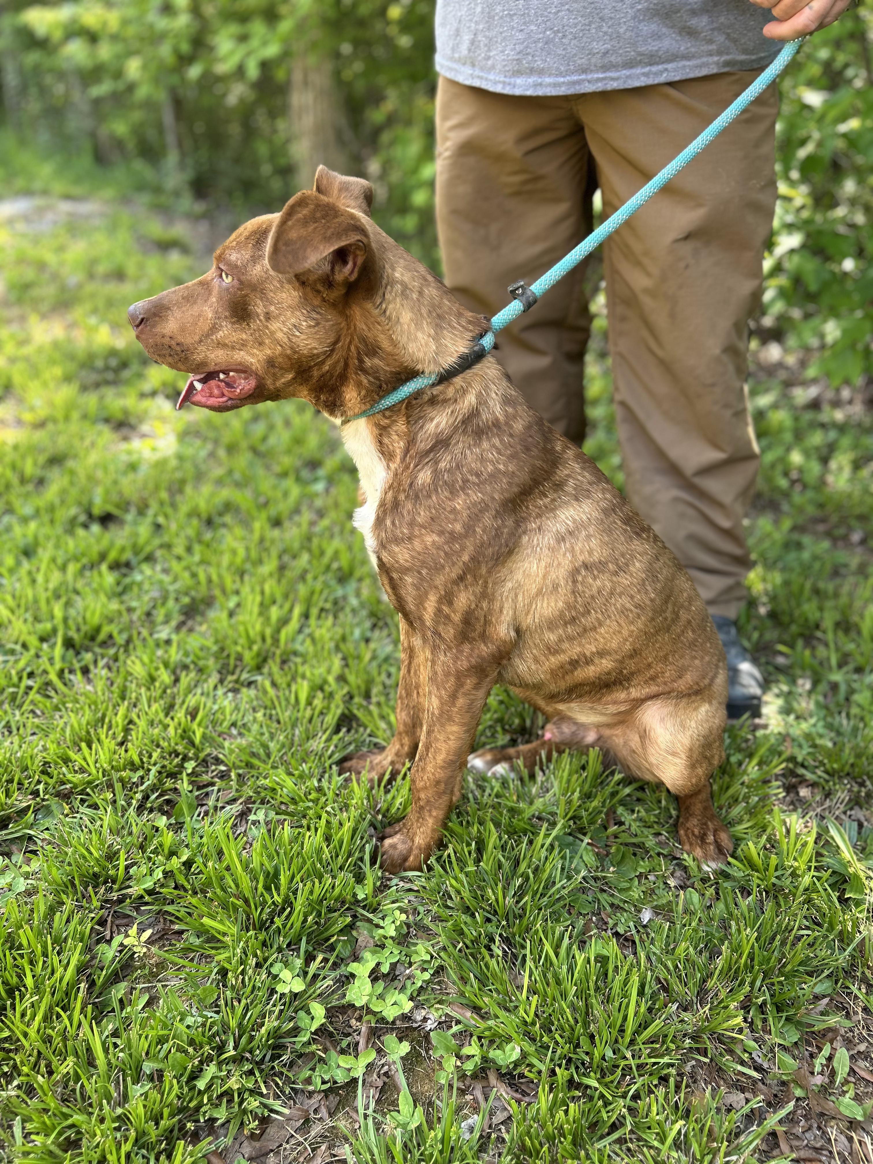 Bear, a ADOPTABLE Mixed Breed in Manchester, TN image 3/3