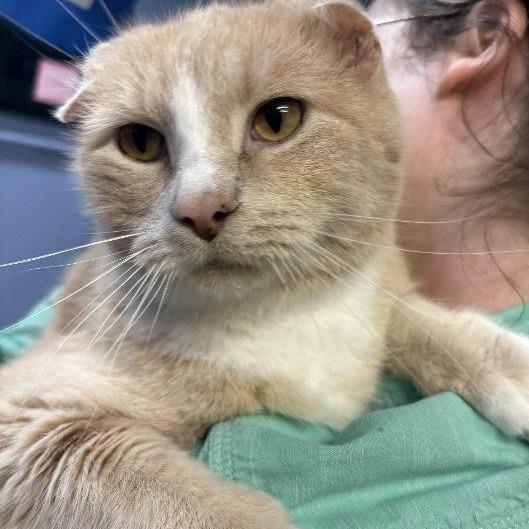 max, Adoptable, Adult Male Domestic Medium Hair.