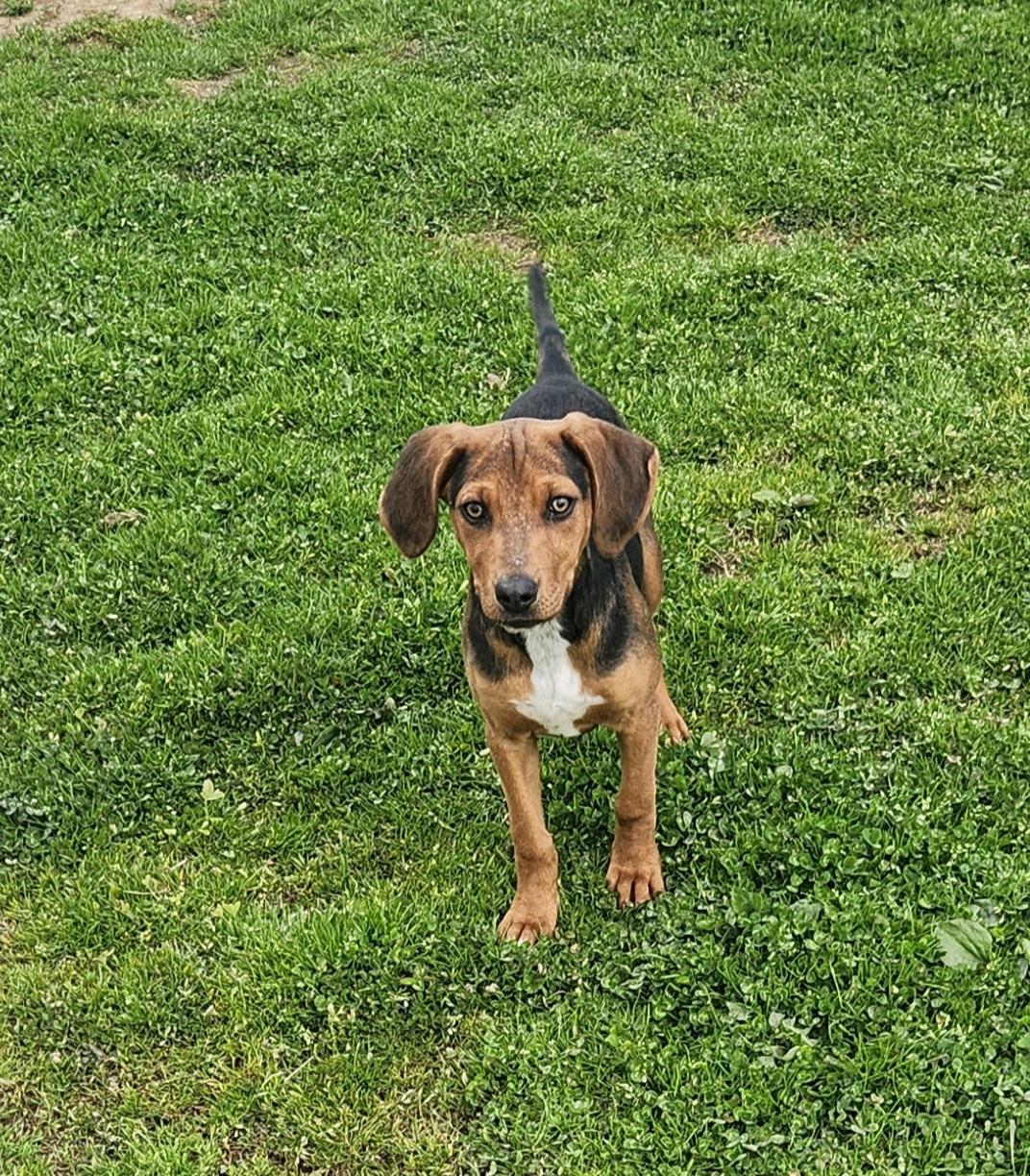 Enlarge Quail, a ADOPTABLE mixed breed in Liberty Center, OH image 4/6
