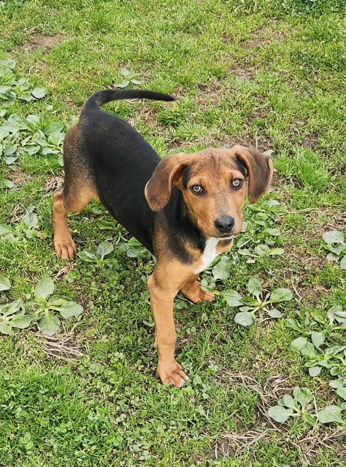 Quail, ADOPTABLE, Puppy Female Labrador Retriever & Hound.