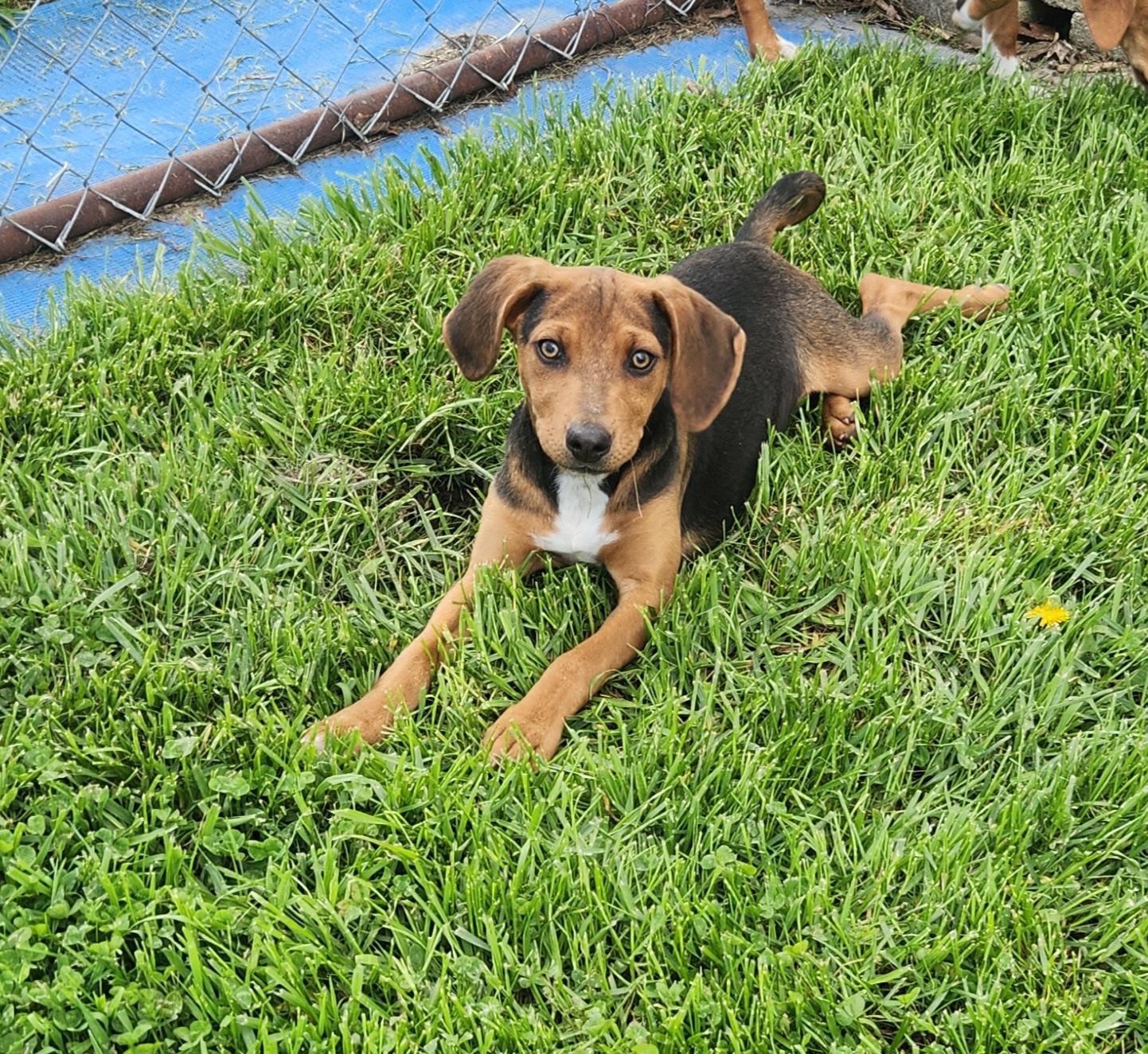 Enlarge Quail, a ADOPTABLE mixed breed in Liberty Center, OH image 5/6