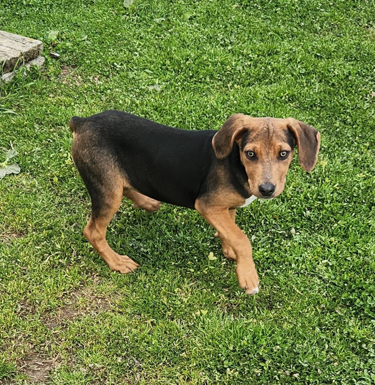 Enlarge Quail, a ADOPTABLE mixed breed in Liberty Center, OH image 2/6