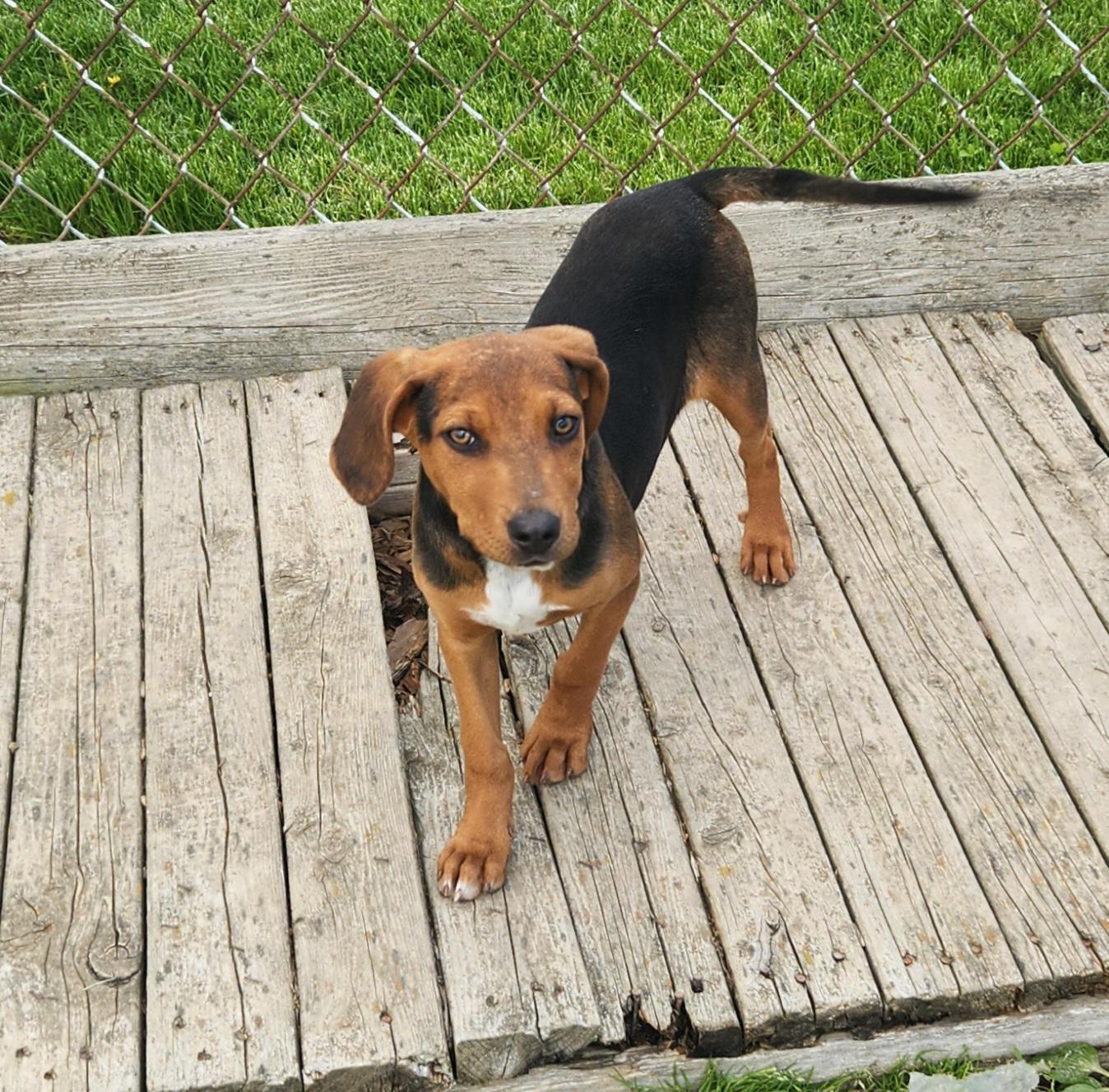 Enlarge Quail, a ADOPTABLE mixed breed in Liberty Center, OH image 3/6