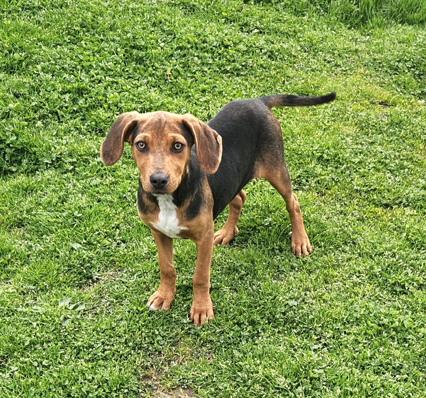 Enlarge Quail, a ADOPTABLE mixed breed in Liberty Center, OH image 6/6