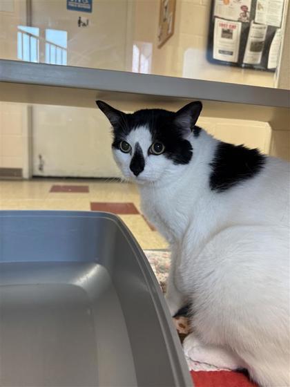 Enlarge Gracie Lou, a Adoptable mixed breed in Hutchinson, KS image 1/1