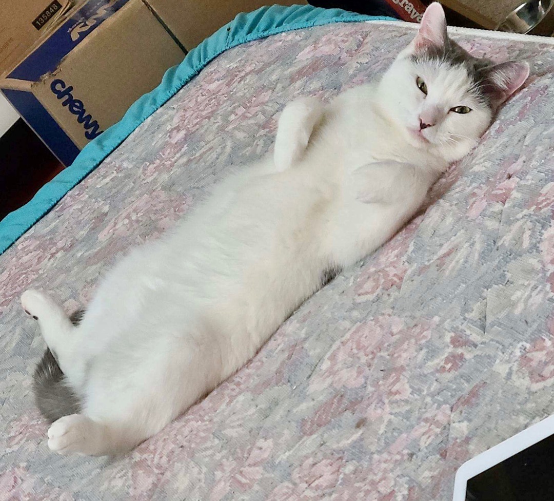 Enlarge Tilly, a Adoptable Domestic Short Hair in Jeffersonville, IN image 1/6