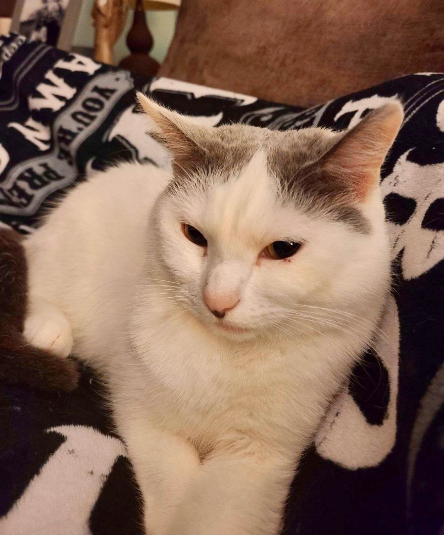 Enlarge Tilly, a Adoptable Domestic Short Hair in Jeffersonville, IN image 2/6