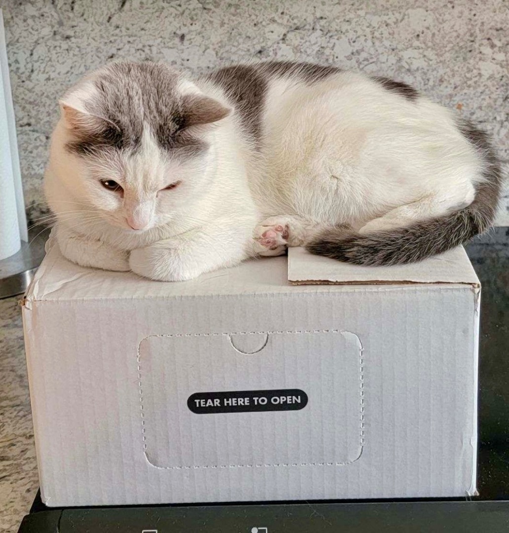 Enlarge Tilly, a Adoptable Domestic Short Hair in Jeffersonville, IN image 3/6