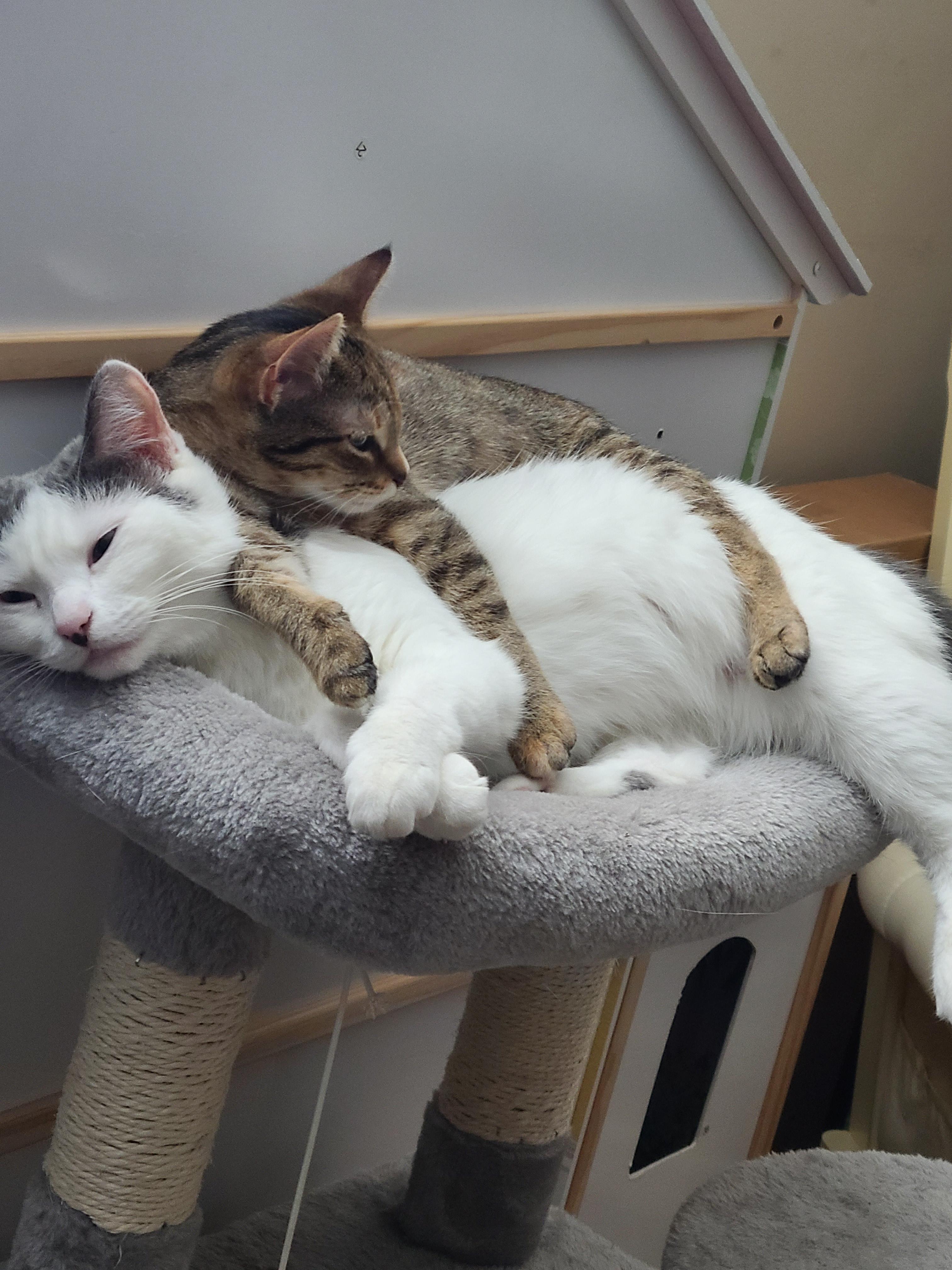 Enlarge Tilly, a Adoptable Domestic Short Hair in Jeffersonville, IN image 4/6