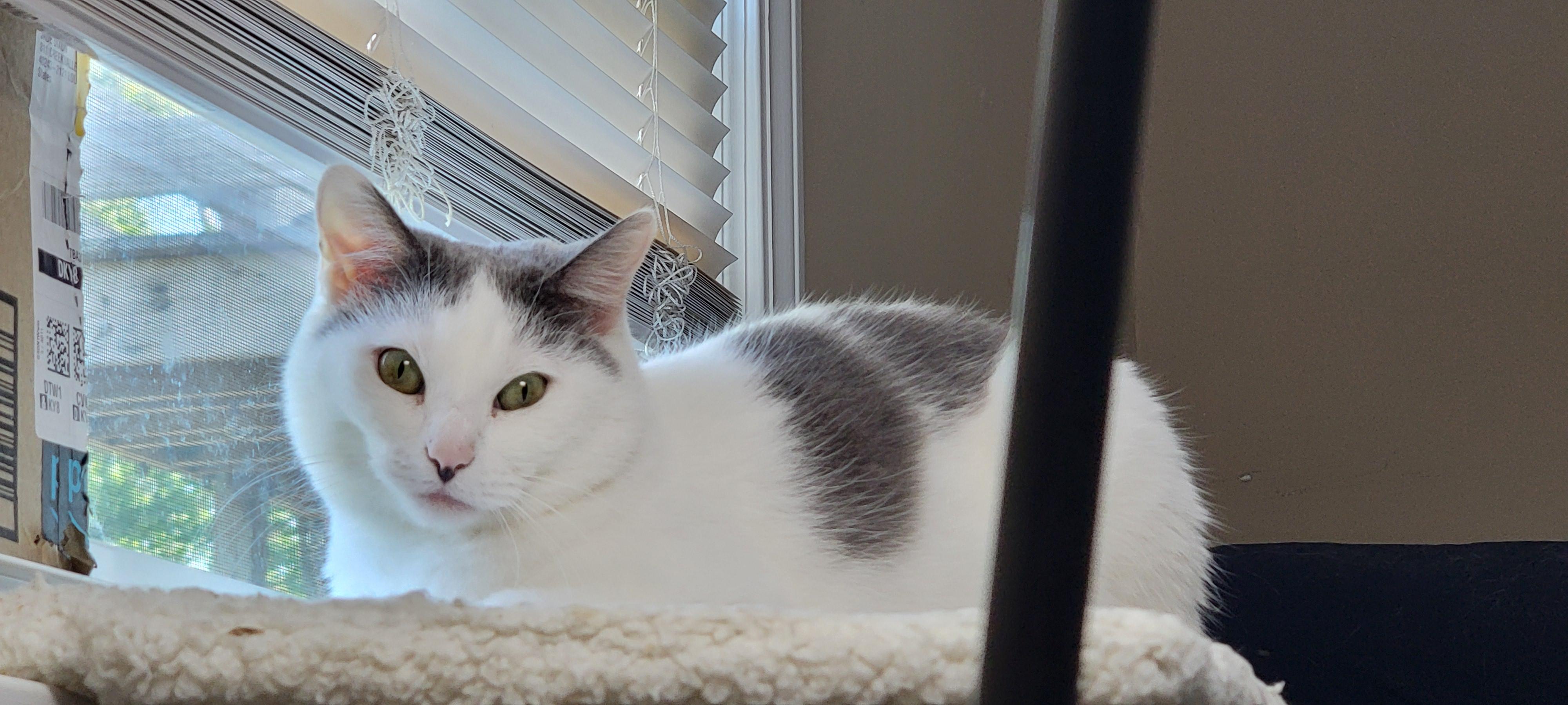 Enlarge Tilly, a Adoptable Domestic Short Hair in Jeffersonville, IN image 5/6