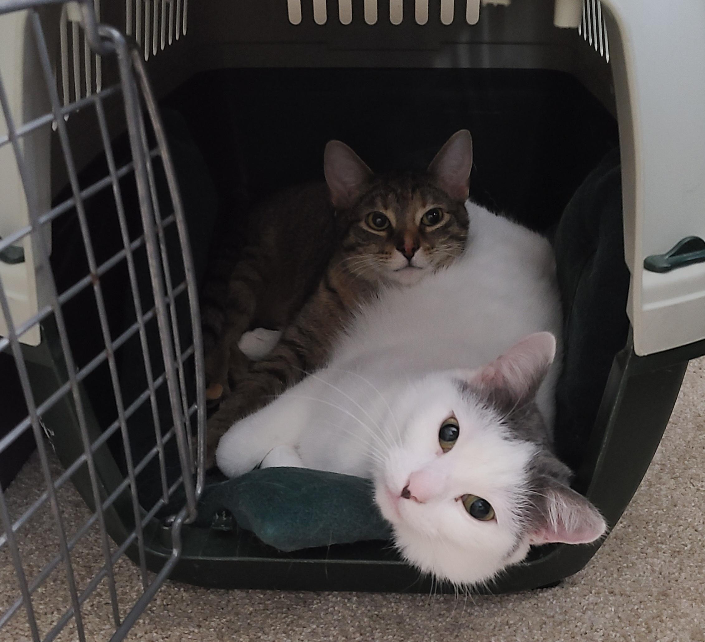 Enlarge Tilly, a Adoptable Domestic Short Hair in Jeffersonville, IN image 6/6