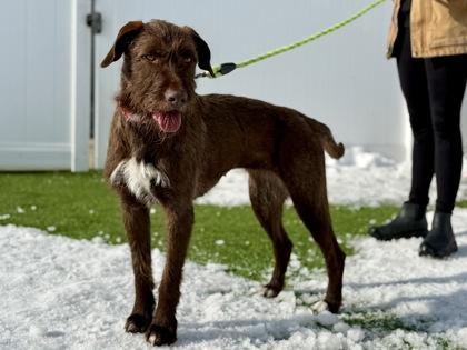 Enlarge Astrid, a ADOPTABLE German Shorthaired Pointer in Downers Grove, IL image 3/3