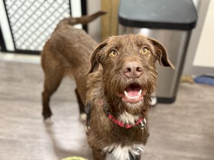 Astrid, ADOPTABLE, Adult Female German Shorthaired Pointer.