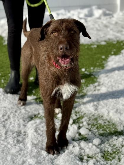 Enlarge Astrid, a ADOPTABLE German Shorthaired Pointer in Downers Grove, IL image 2/3